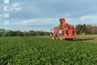 Sugar beets harvest 188