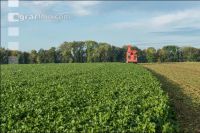Sugar beets harvest 187