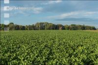 Sugar beets harvest 186