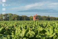 Sugar beets harvest 185