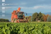 Sugar beets harvest 184
