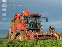 Sugar beets harvest 183