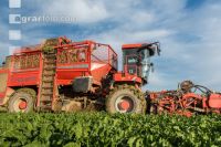 Sugar beets harvest 182