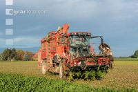 Sugar beets harvest 181