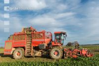 Sugar beets harvest 180