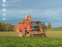 Sugar beets harvest 179