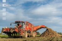 Sugar beets harvest 177