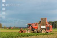 Sugar beets harvest 176