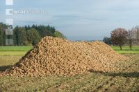 Sugar beets harvest 175
