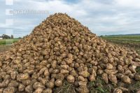 Sugar beets harvest 174