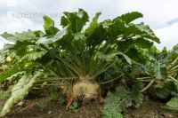 Sugar beets harvest 173
