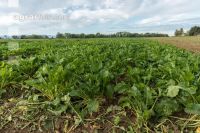 Sugar beets harvest 172