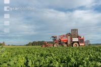 Sugar beets harvest 171