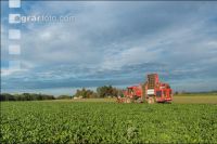 Sugar beets harvest 170