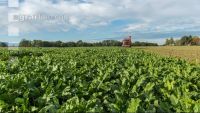 Sugar beets harvest 168