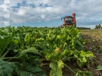 Sugar beets harvest 167