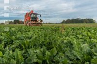 Sugar beets harvest 165