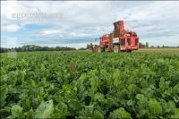 Sugar beets harvest 164