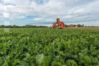 Sugar beets harvest 163