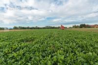 Sugar beets harvest 162