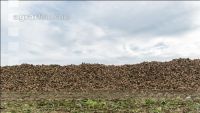 Sugar beets harvest 161