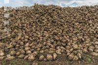 Sugar beets harvest 160
