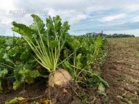 Sugar beets harvest 159