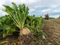 Sugar beets harvest 158