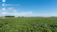 Sugar beets harvest 154