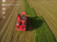 Sugar beets harvest 151