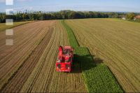 Sugar beets harvest 150