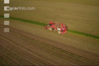 Sugar beets harvest 149