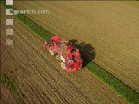 Sugar beets harvest 148