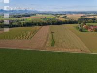 Sugar beets harvest 146