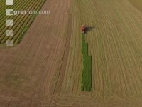 Sugar beets harvest 145