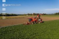 Sugar beets harvest 139