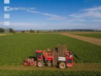 Sugar beets harvest 138