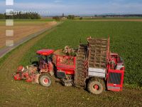 Sugar beets harvest 137