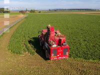 Sugar beets harvest 136