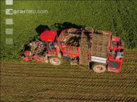 Sugar beets harvest 135