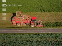 Sugar beets harvest 134