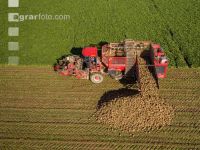 Sugar beets harvest 133