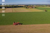 Sugar beets harvest 130
