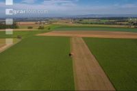 Sugar beets harvest 128