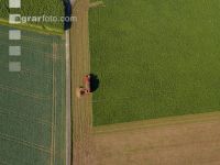 Sugar beets harvest 127