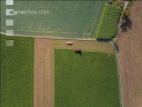 Sugar beets harvest 125