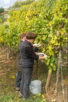 Weinlese Wachau 27