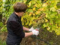Weinlese Wachau 26