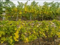 Weinlese Wachau 25