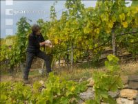Weinlese Wachau 24